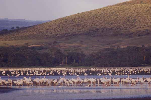 Photo of flamingo at Nakuru Photo of flamingo at Nakuru