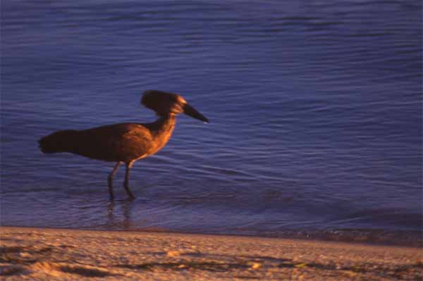 Photo of hammerkop at Lake Malawi Photo of hammerkop at Lake Malawi