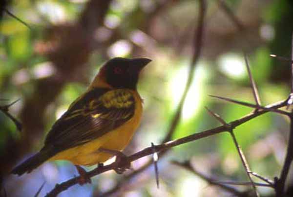 Photo of Ploceus weaver Photo of Ploceus weaver