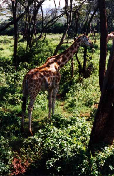 Photo of baby giraffe, Masai Mara Photo of baby giraffe, Nairobi