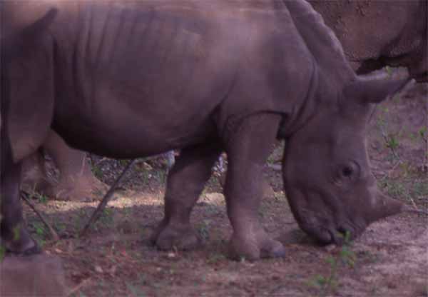 Photo of baby rhino, Victoria Falls National Park Photo of baby rhino, Victoria Falls National Park