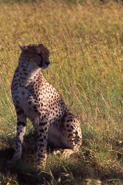 Photo of cheetah, Masai Mara Photo of cheetah, Masai Mara