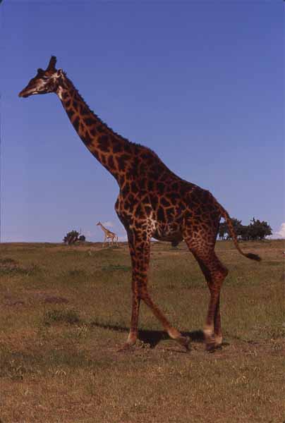 Photo of giraffe, Masai Mara Photo of giraffe, Masai Mara