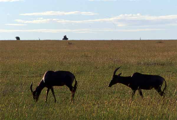 Photo of hartebeest, Masai Mara Photo of hartebeest, Masai Mara