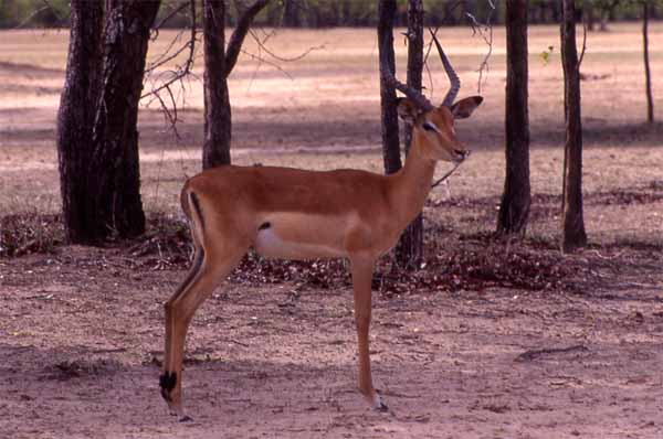 Photo of impala, Victoria Falls National Park Photo of impala, Victoria Falls National Park