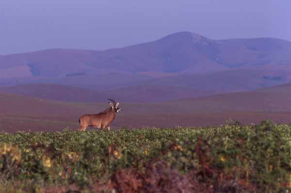Photo of roan, Nyika National Park Photo of roan, Nyika National Park