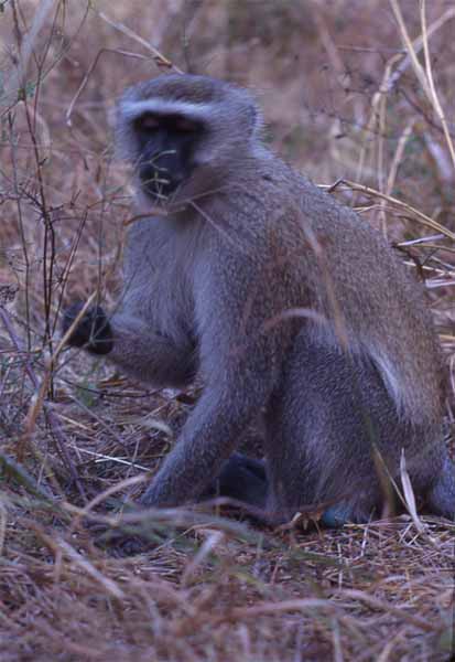 Photo of vervet monkey, Victoria Falls, Zambia Photo of vervet monkey, Victoria Falls, Zambia