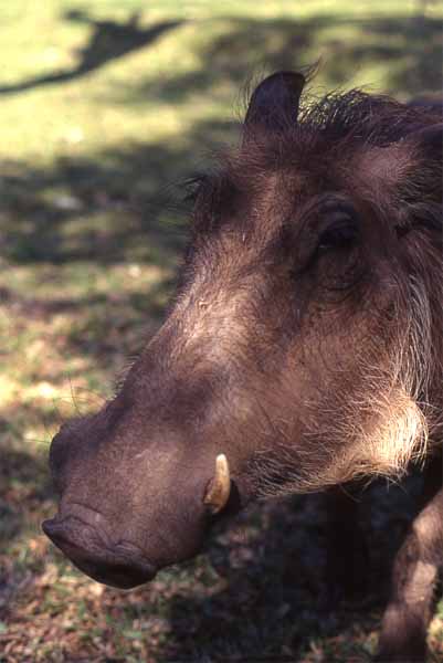 Photo of warthog, Victoria Falls Photo of warthog, Victoria Falls