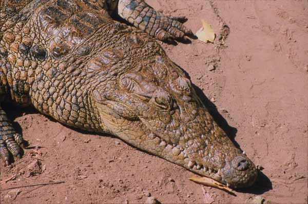 Photo of crocodile head Photo of crocodile head