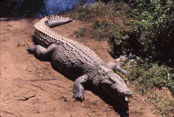 Photo of crocodile Photo of crocodile