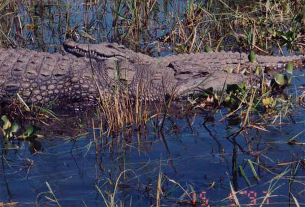 Photo of pair of crocodiles Photo of pair of crocodiles