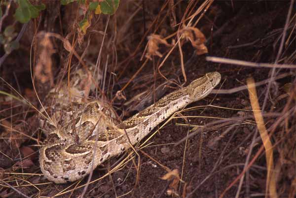Photo of puff adder Photo of puff adder