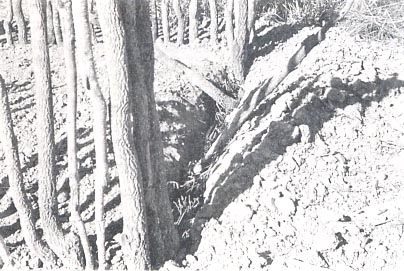 Photo of plant sap protection Photo of plant sap protection