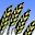 grasses photos