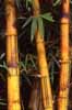Click for the bamboo photo