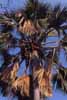 Click for the palm tree photos