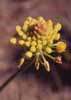 Click for the flowers photos
