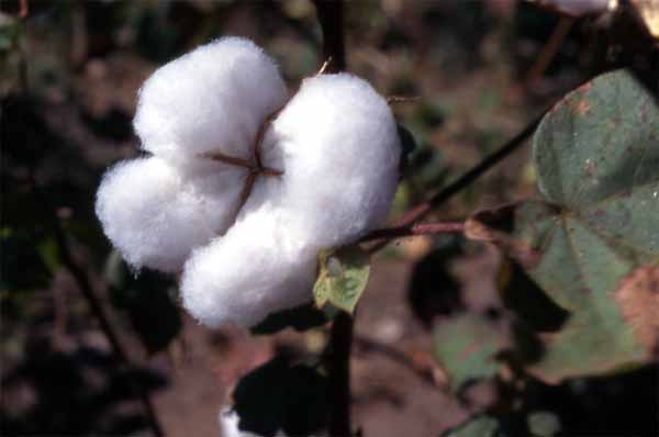 Photo of cotton Photo of cotton
