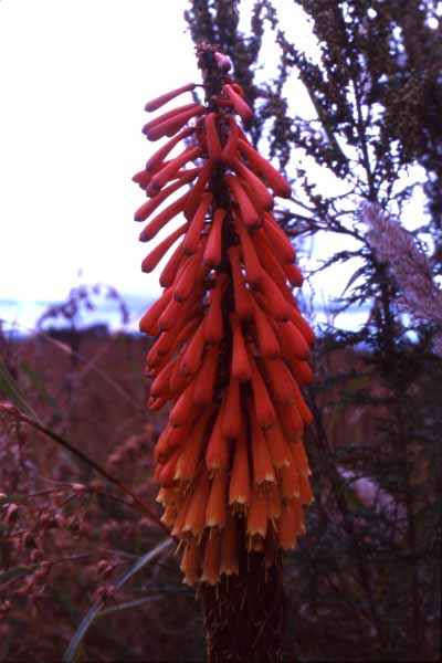 Photo of kniphofia at Nyika Photo of kniphofia at Nyika