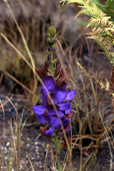 Photo of Dolichos flower Photo of Dolichos flower