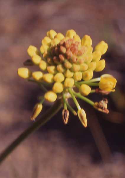 Photo of yellow flower Photo of yellow flower