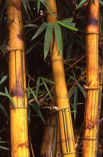 Photo of bamboo at Mzuzu Photo of bamboo at Mzuzu