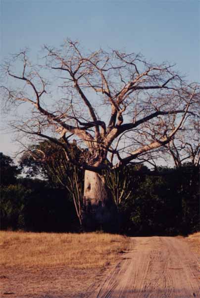 Photo of baobab Photo of baobab