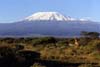 Mount Kilimanjaro photo Kilimanjaro photo
