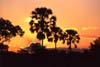 Liwonde sunset Liwonde sunset