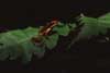 yellow and black poison dart frog photo