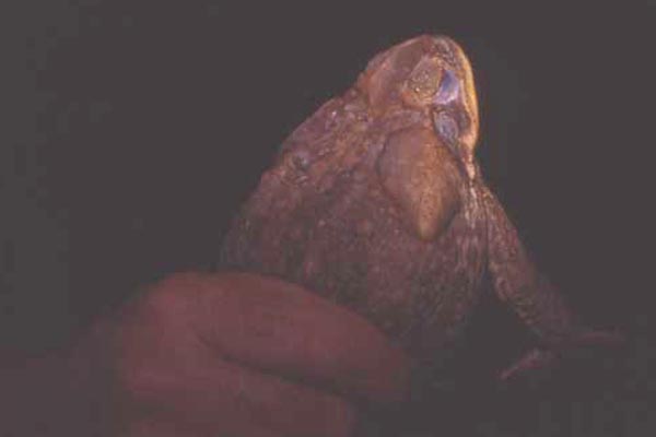 cane toad in hand photo cane toad in hand photo
