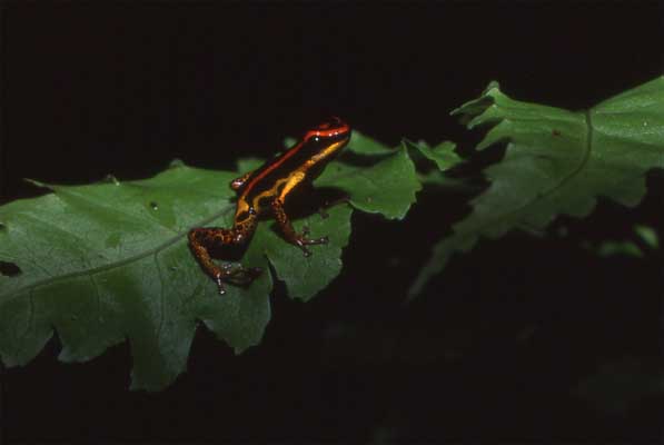 yellow and black poison frog on leaf photo yellow and black poison frog on leaf photo