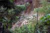 parrot clay lick photo