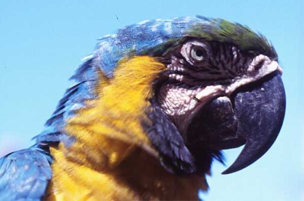 blue and yellow macaw photo blue and yellow macaw photo