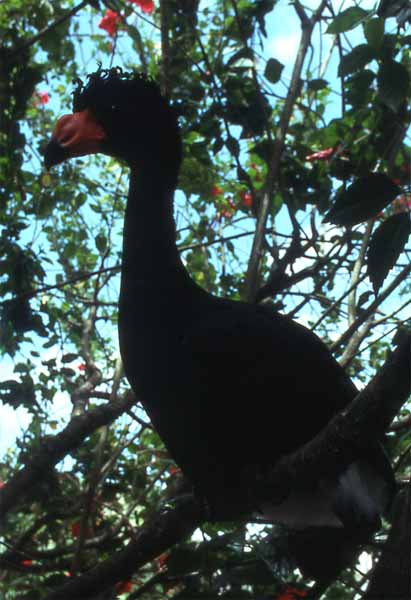 curassow in tree photo curassow in tree photo