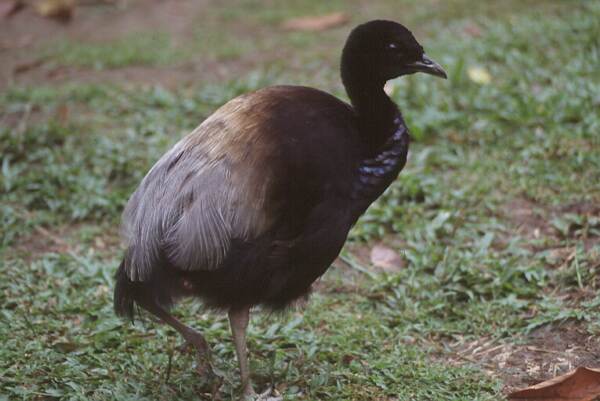 gray-winged trumpeter photo