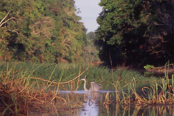great blue heron photo great blue heron photo
