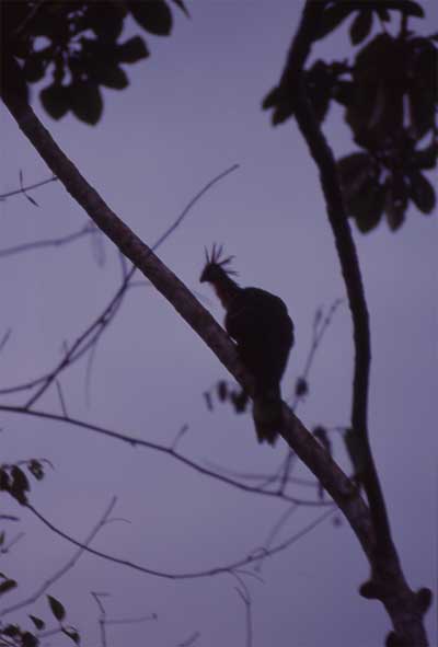 hoatzin photo hoatzin photo