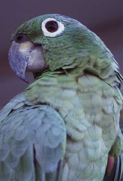 mealy parrot photo mealy parrot photo