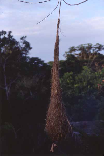 close-up of oropendola nest photo close-up of oropendola nest photo