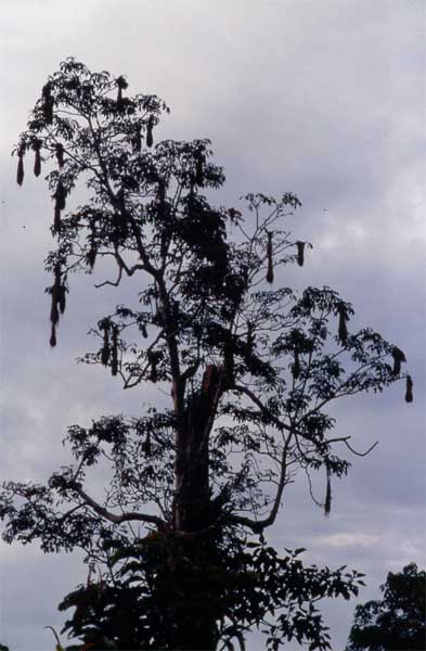 oropendola nests in tree photo oropendola nests in tree photo