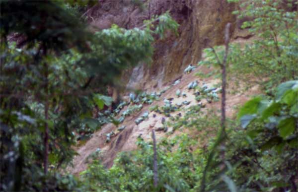 parrot clay lick photo parrot clay lick photo