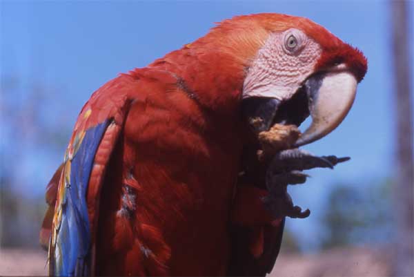 scarlet macaw feeding photo scarlet macaw feeding photo