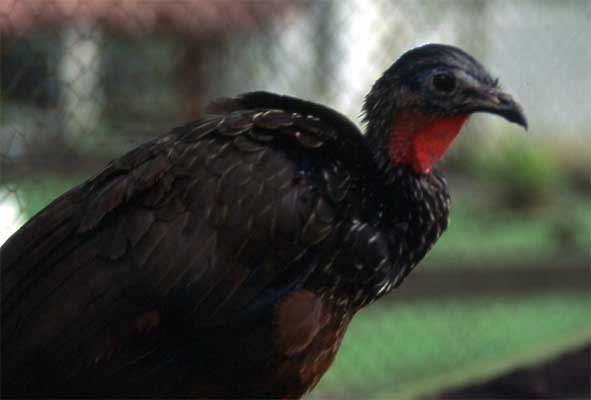 Spix's guan photo Spix's guan photo