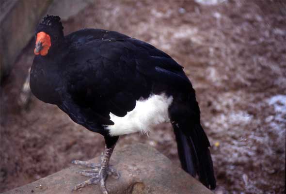 wattled curassow photo wattled curassow photo