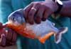 Amazon fishes photos and information