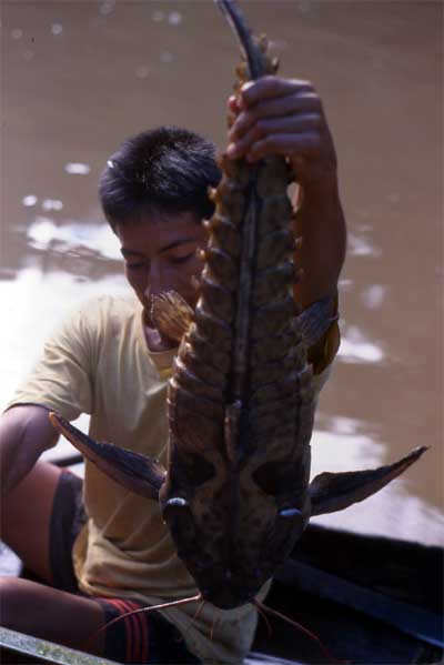 thorny catfish photo thorny catfish photo
