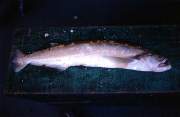 dogfish photo dogfish photo