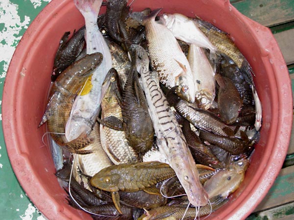 fish diversity photo fish diversity photo