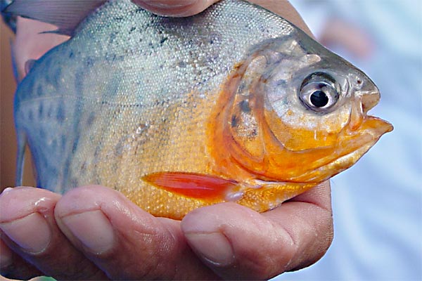 pacu juvenile photo pacu juvenile photo